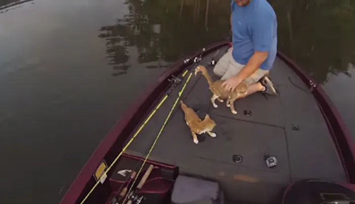 Image for“Call it Cat-Fishing”