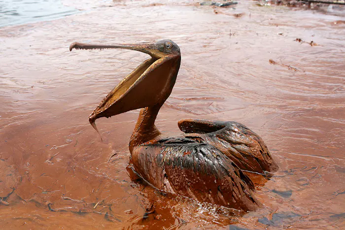 Image forNew Methods of Oil Clean Up to Protect Wild Life