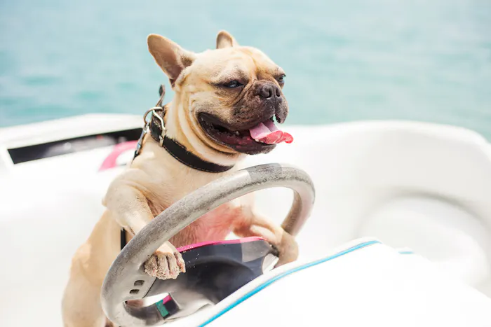 Image forBoating with Your Best Friend: A Comprehensive Guide to Keeping Your Pet Safe, Hydrated, and Comfortable Aboard