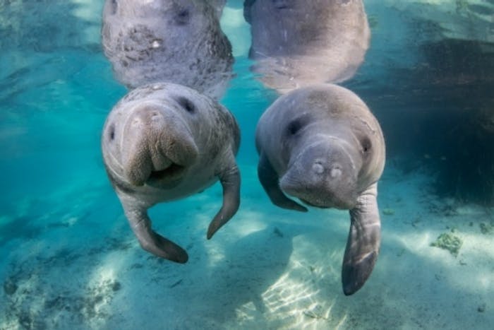 Image forManatees Make it off the Endangered List